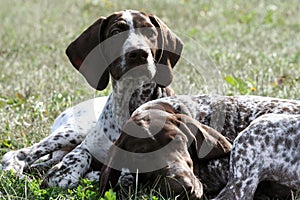 German shorthaired pointer, kurtshaar two brown spotted puppy