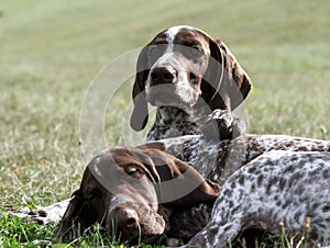 German shorthaired pointer, kurtshaar two brown spotted puppy