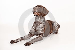 German Shorthaired Pointer - Kurzhaar puppy dog isolated on white background