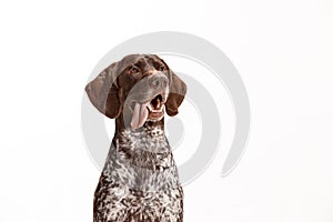 German Shorthaired Pointer - Kurzhaar puppy dog isolated on white background