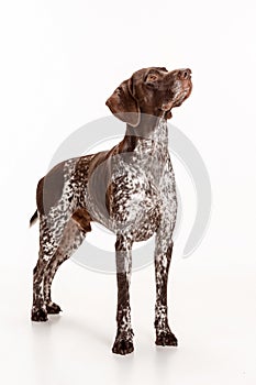 German Shorthaired Pointer - Kurzhaar puppy dog isolated on white background