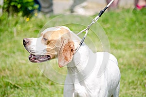 German shorthaired pointer kurzhaar stay in park near his owner.