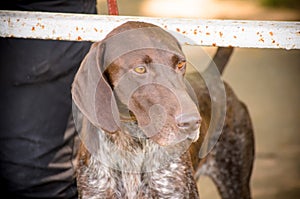 German shorthaired pointer kurzhaar stay in park near his owner.