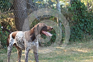 German Shorthaired Pointer male