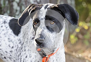 German Shorthaired Pointer mixed breed dog