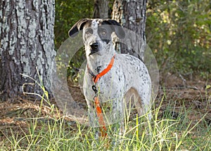 German Shorthaired Pointer mixed breed dog