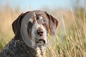 German Shorthaired Pointer photo