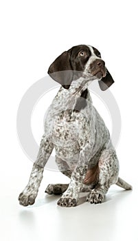 German shorthaired pointer puppy photo