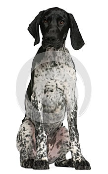 German Shorthaired Pointer puppy, 4 months old