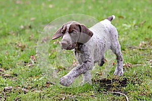 German shorthaired pointer puppy