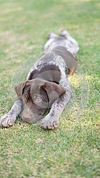 Laying spread out German shorthair pointer puppy photo