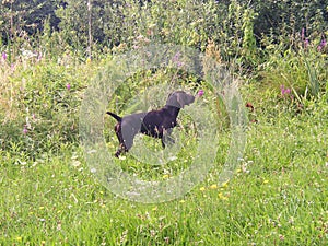 Puppy of german shorthaired pointer  photo