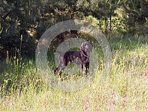 Puppy of german shorthaired pointer  photo