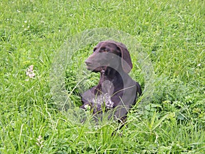 German shorthaired pointer silhouette photo