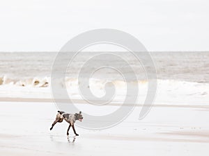 German Shorthaired Pointer running on a beach