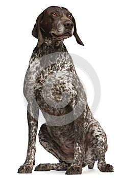 German Shorthaired Pointer, sitting