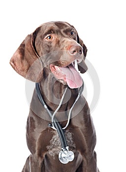 German Shorthaired Pointer