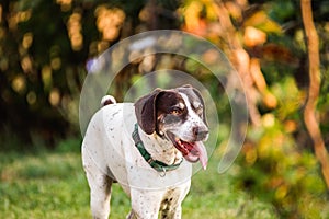 German Shorthaired Pointer with Tongue Out