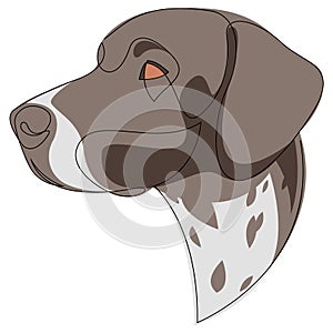 German Shorthaired Pointer vector Dog portrait. Continuous line with colour. Dog one line drawing