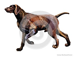 German Shorthaired Pointer. watercolor hunting dog breed clipart