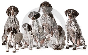 German shorthaired pointers