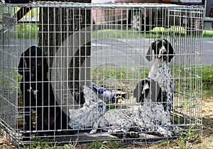 German shorthaired pointers kurzhaar stay in park.