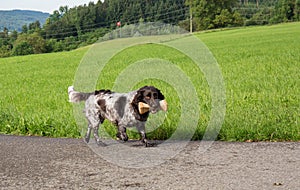 German spaniel dog wachtel