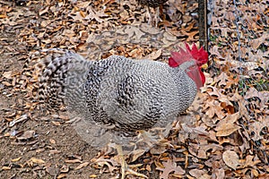 The German Sperber chicken, rooster, from a Texas farm