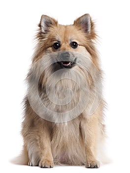 German Spitz, 1 and a half years old, sitting