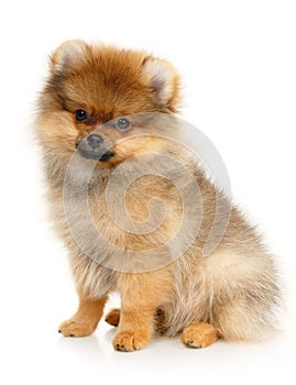 German Spitz