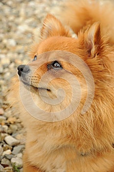 German spitz