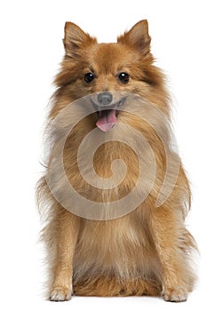 German spitz, 4 years old, sitting