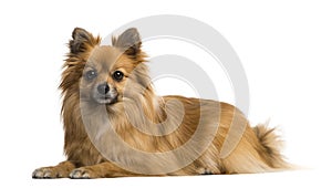 German Spitz