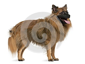 German spitz, 7 years old, standing