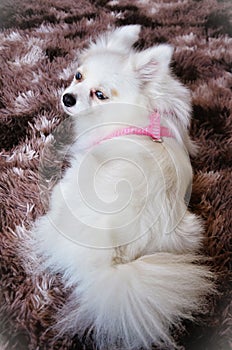 German Spitz with blue eyes and white fur on brown carpet photo