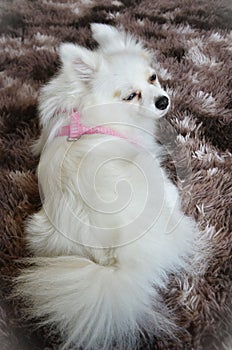 German Spitz with blue eyes and white fur lying on the brown rug photo