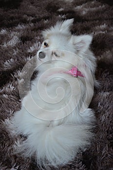 German Spitz with blue eyes and white fur sleepy on brown carpet photo
