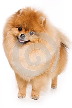 German Spitz dog