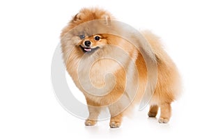 German Spitz dog