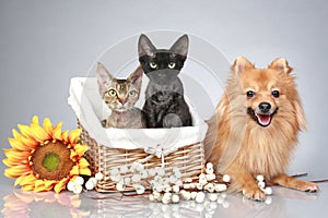 German Spitz dog with Devon Rex cats