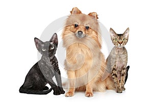 German Spitz dog with Devon Rex cats