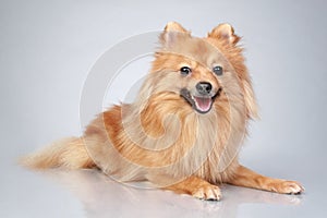 German Spitz dog on a grey background