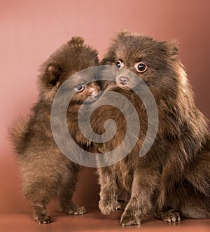 The German spitz-dog with a puppy