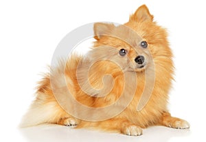 German Spitz dog on a white background