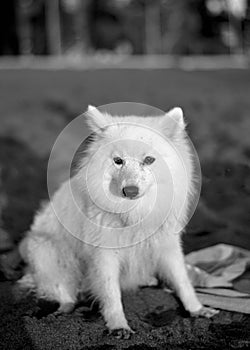 German Spitz in the garden outdoors