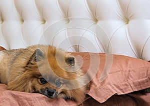 German Spitz lying on the bed