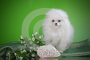 German Spitz posing. White-haired dog lies on a green background colur