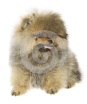 German Spitz puppy