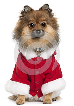 German Spitz wearing Santa outfit, 8 months old