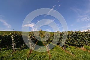 German vineyard